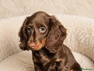 Dachshund dogs Gorgeous long haired miniature dachshund puppies - Advert 2