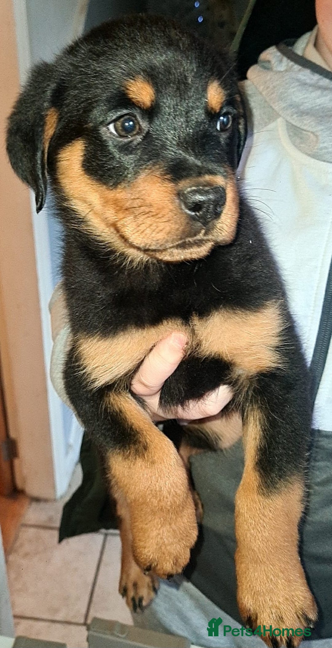 Rottweiler dogs for sale: Female rottweiler  - Advert 3