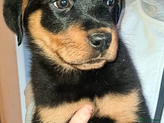 Rottweiler dogs Female rottweiler - Advert 6