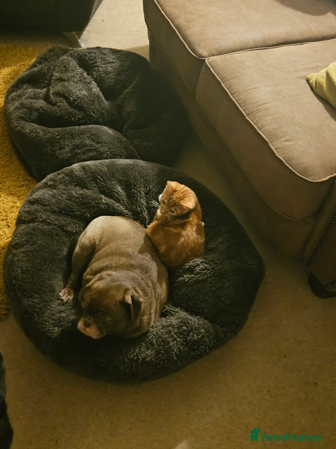 British Longhair cats for sale: Two bonded Kittens that love kids, people, dogs in Clynderwen - Advert 5