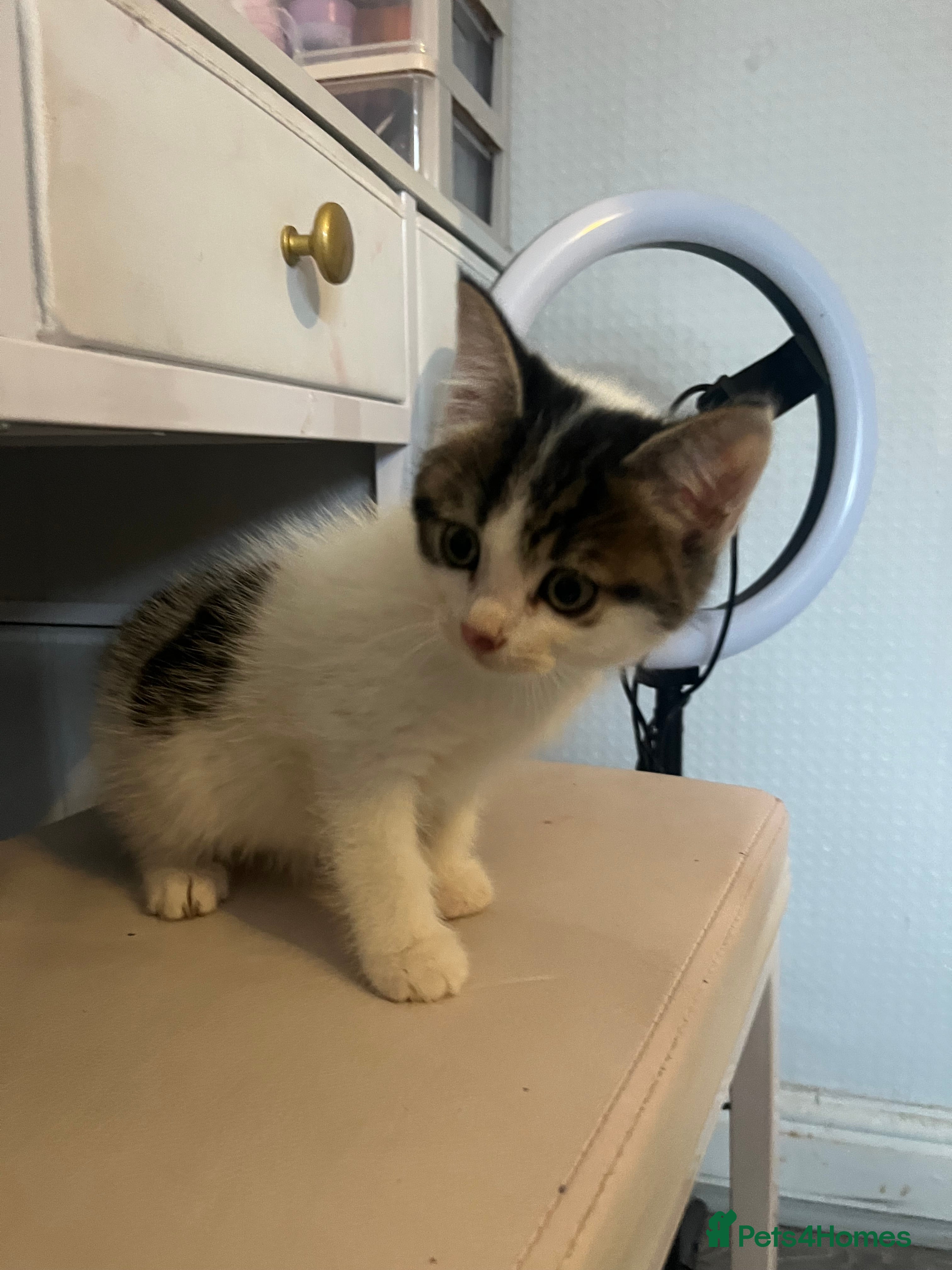 Mixed Breed cats Beautiful kittens  - Advert 2