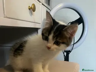 Mixed Breed cats Beautiful kittens - Advert 2