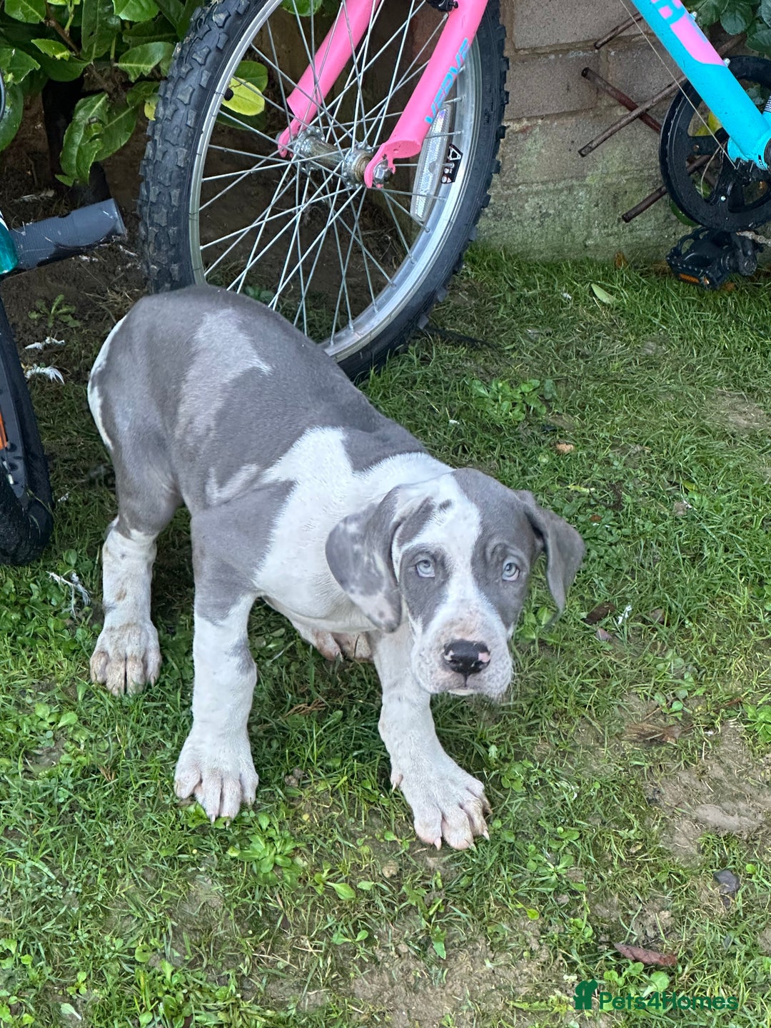 Great Dane dogs for sale: Reduced***** KC registered blue Great Dane puppies - Advert 22