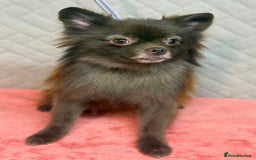 Pomeranian dogs for adoption: Choco: The Little Girl Who Learned to Trust Again - Image 1