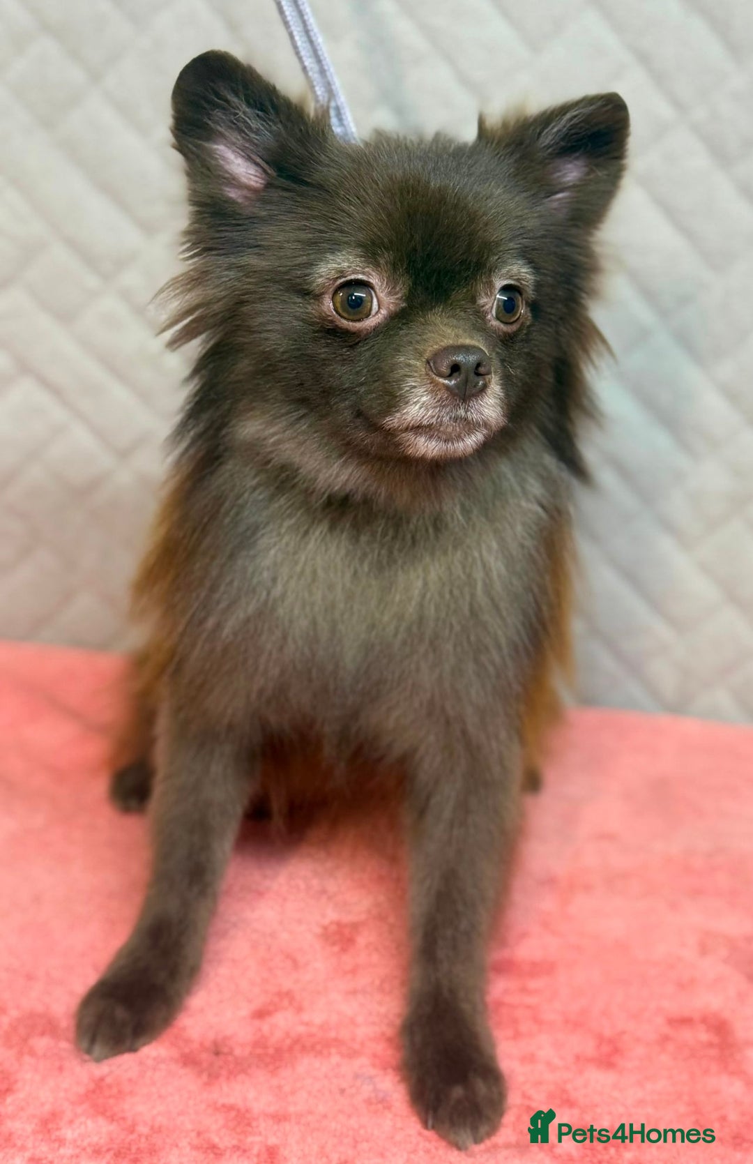 Pomeranian dogs for adoption: Choco: The Little Girl Who Learned to Trust Again - Image 1