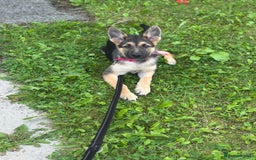 German Shepherd dogs for sale: German Shepherd 6 month old  - Image 4