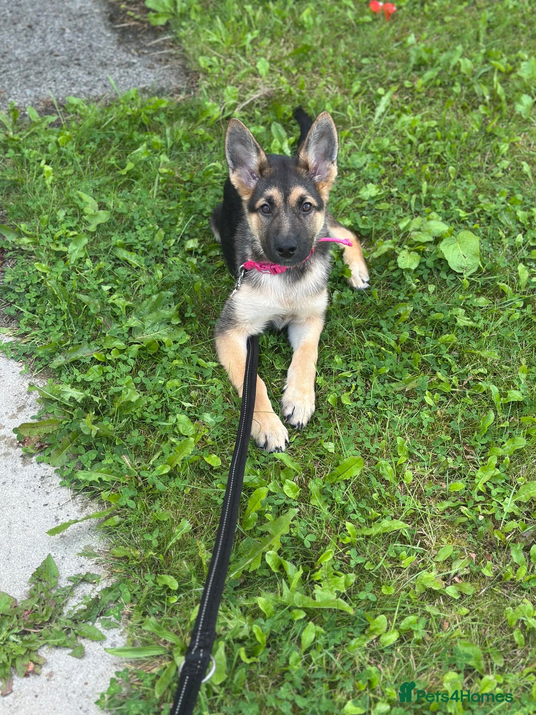 German Shepherd dogs for sale: German Shepherd 6 month old  - Image 4