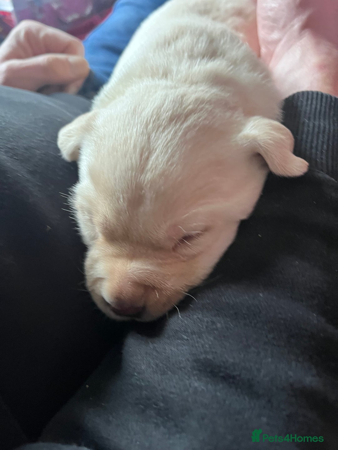 Labrador Retriever dogs for sale: 🌟 Fully vaccinated Chunky pedigree Labradors 🌟  - Advert 19