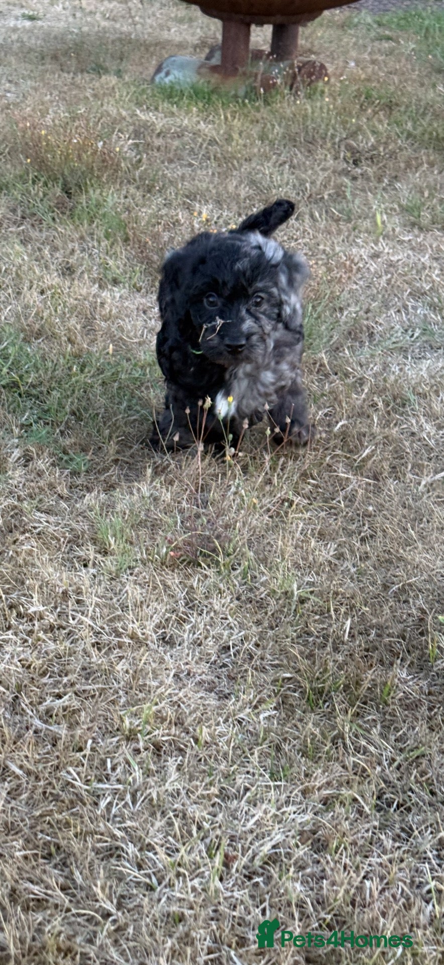 Cavapoo dogs Reduced 1 little boy looking for forever home ❤️ - Advert 6