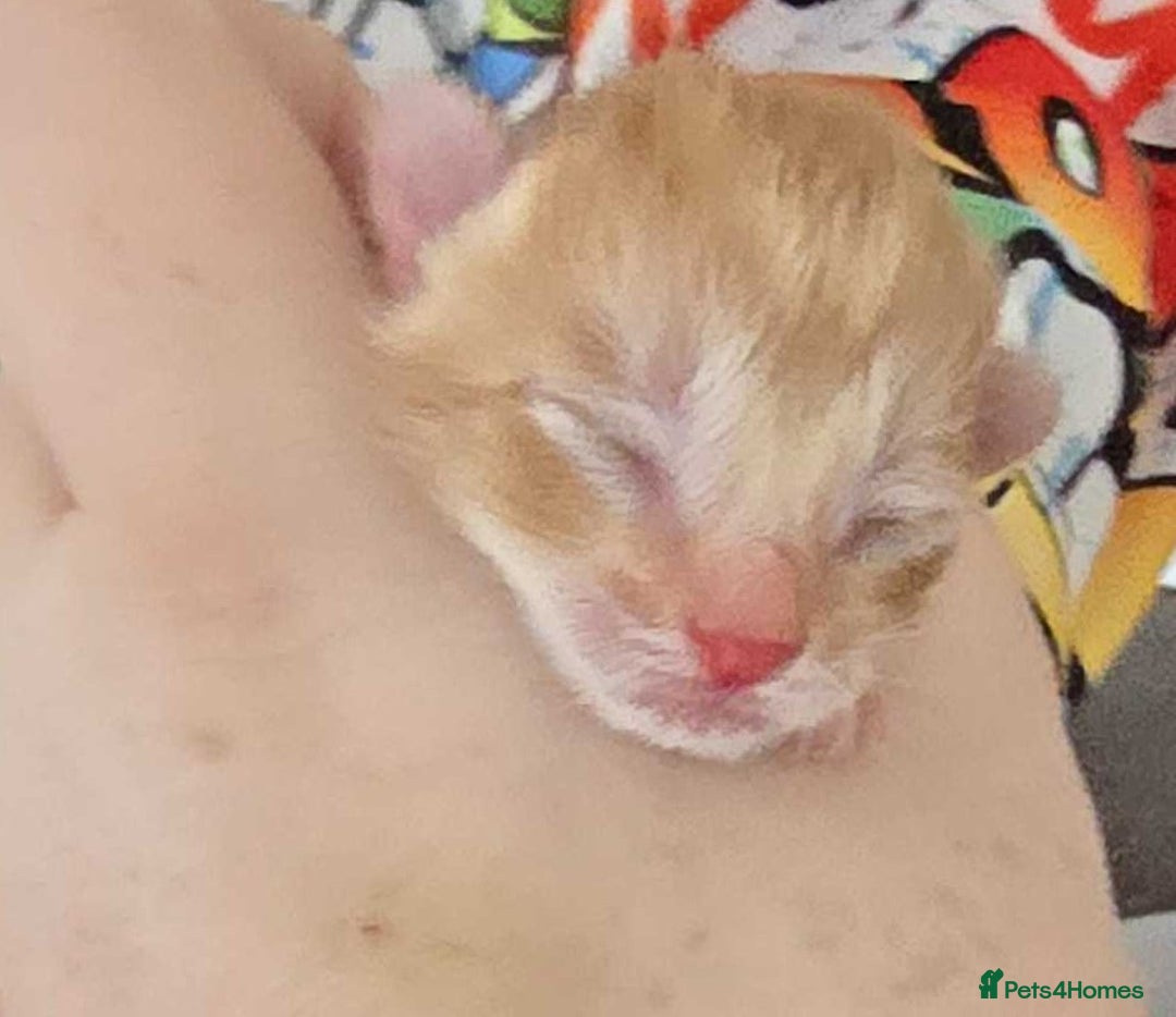 Mixed Breed cats for sale: winnies litter - Advert 2