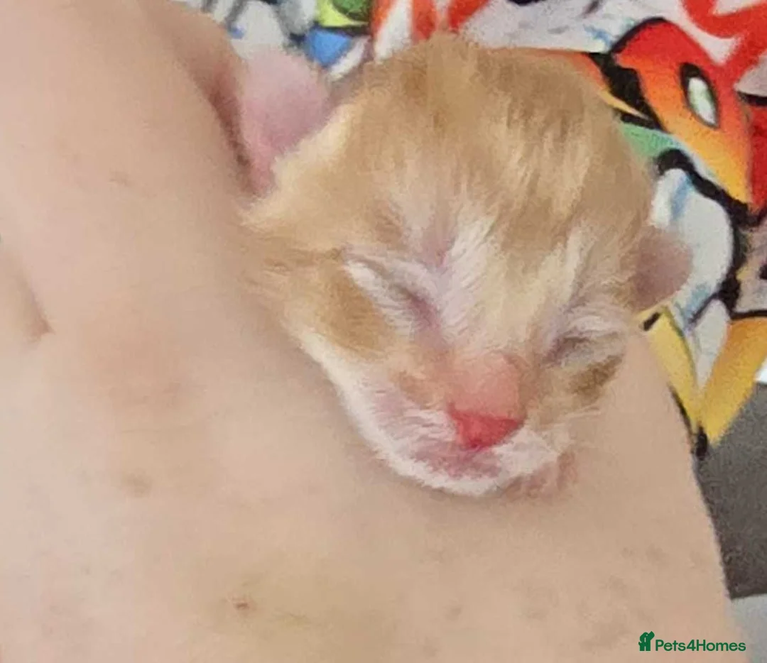 Mixed Breed cats for sale: winnies litter - Advert 2