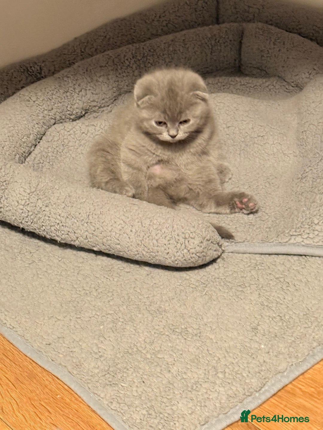Scottish Fold cats for sale: Scottish Fold&British Shorthair.Vaccinated&Ready - Advert 17