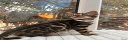 Bengal cats for sale: 💕 GORGEOUS PURE BENGAL KITTENS READY FOR HOMES!  - Advert 12