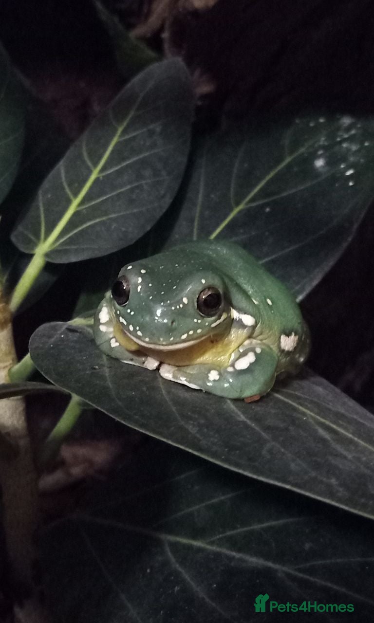 Frog reptiles 'Tweedle Dee' Whites Tree Frog Bioactive 60x45x90 - Advert 1