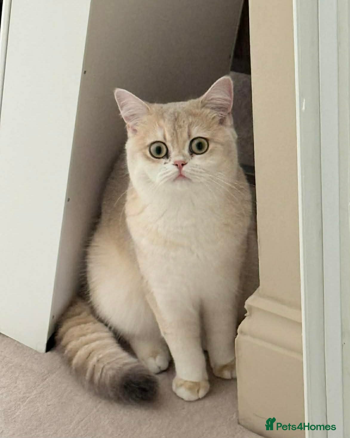 Scottish Fold cats TICA Registered Scottish Straight (from Viva Fold) - Advert 4