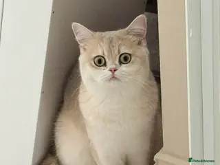 Scottish Fold cats TICA Registered Scottish Straight (from Viva Fold) - Advert 4