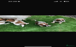 Jack Russell dogs for sale: Beautiful Jack Russell puppies  - Image 3