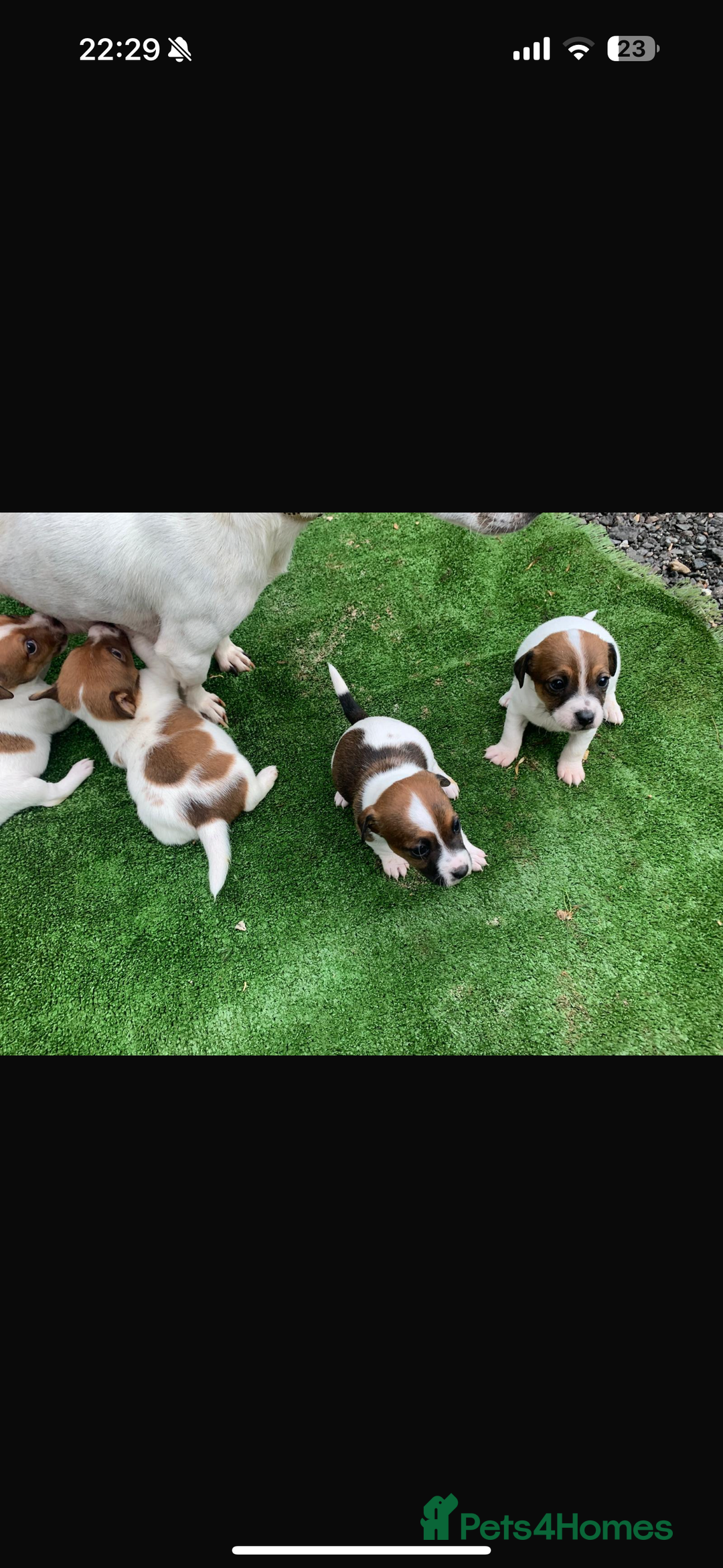 Jack Russell dogs for sale: Beautiful Jack Russell puppies  - Image 3