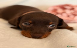 Miniature Dachshund dogs for sale: Stunning miniature dachshunds - tiny parents  - Image 4