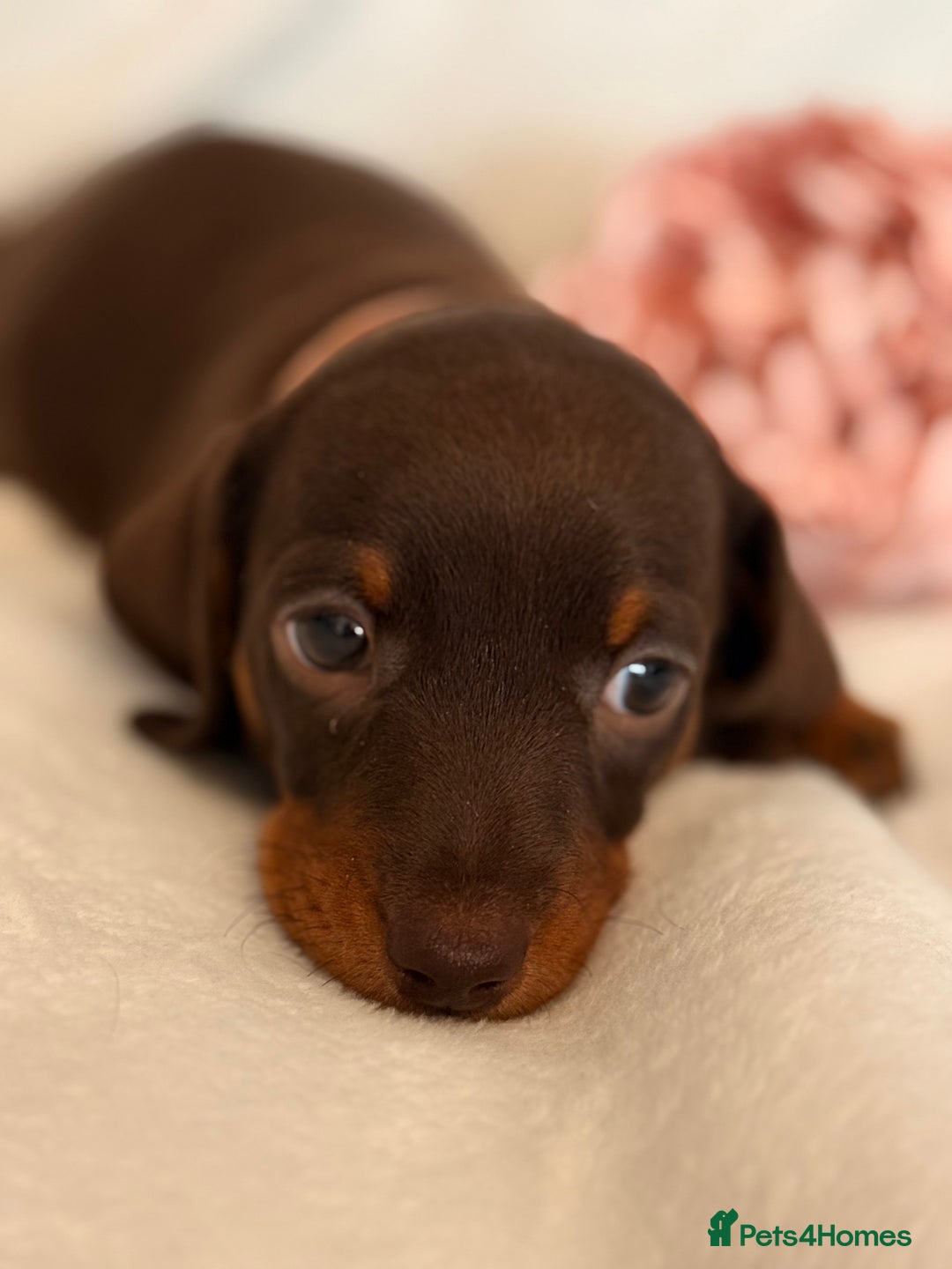 Miniature Dachshund dogs for sale: Stunning miniature dachshunds - tiny parents  - Image 4