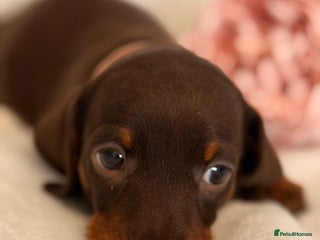Miniature Dachshund dogs - Advert 16