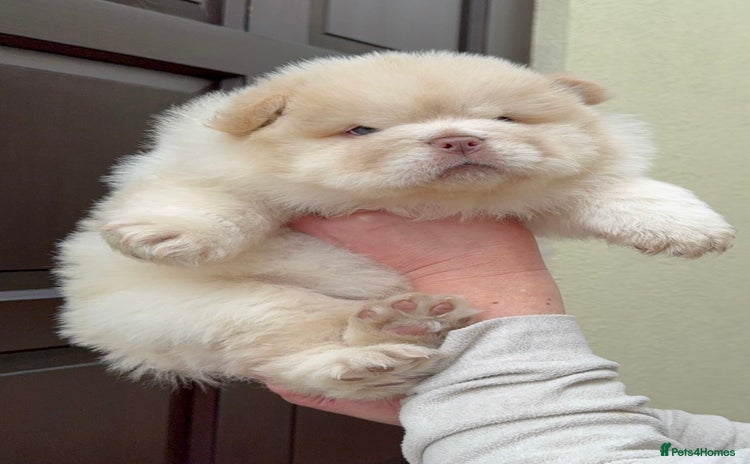Chow Chow dogs - Advert 3