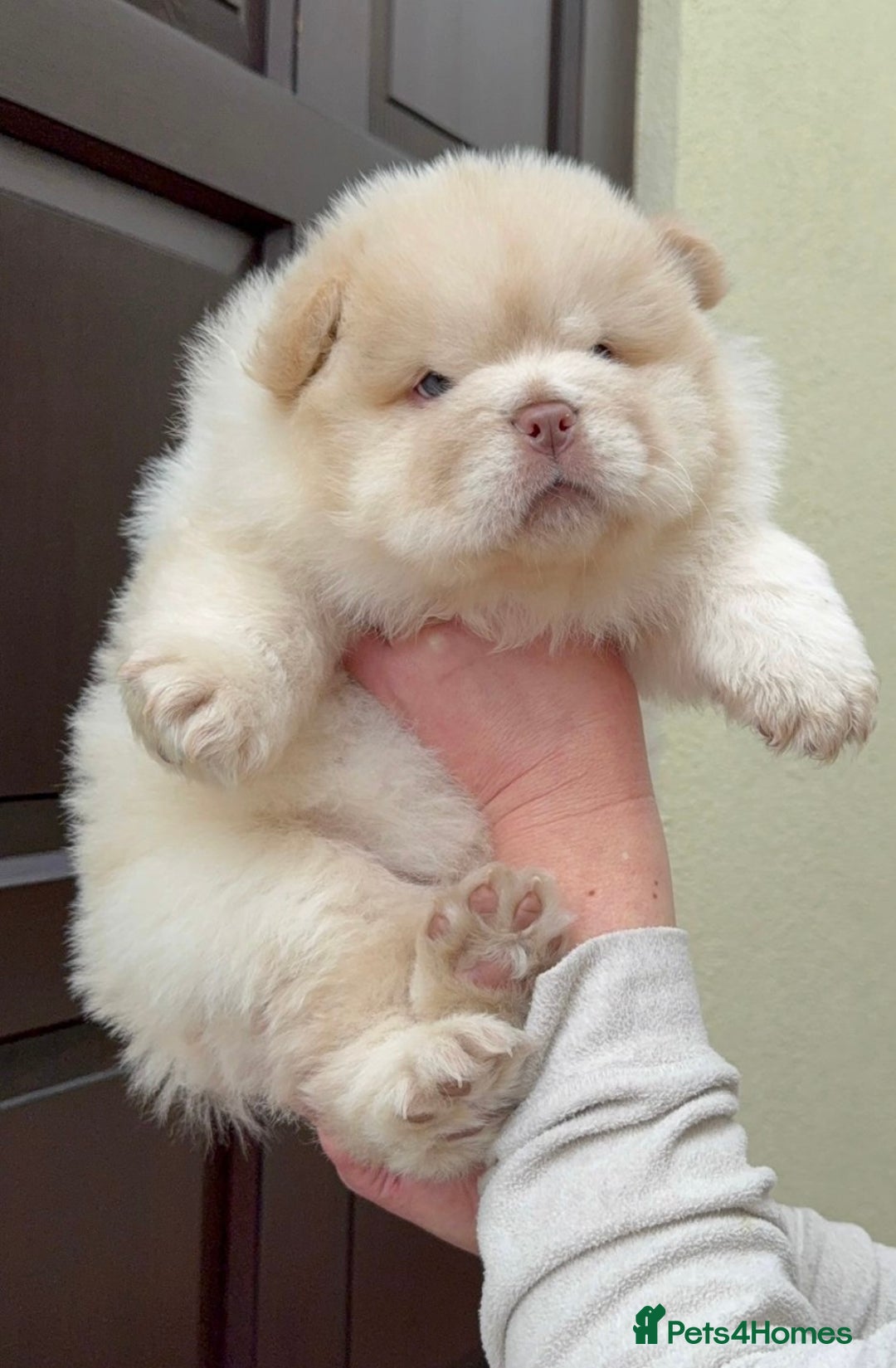 Chow Chow Least Smartest Dog Chow Chow The Least Intelligent Dog