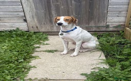 Mixed Breed dogs for adoption: FABIAN - 15 mth old, Male, Pointer type - Image 7