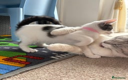 Mixed Breed cats for sale: Last Female Kitten - Trained! READY TO GO😻 - Image 7