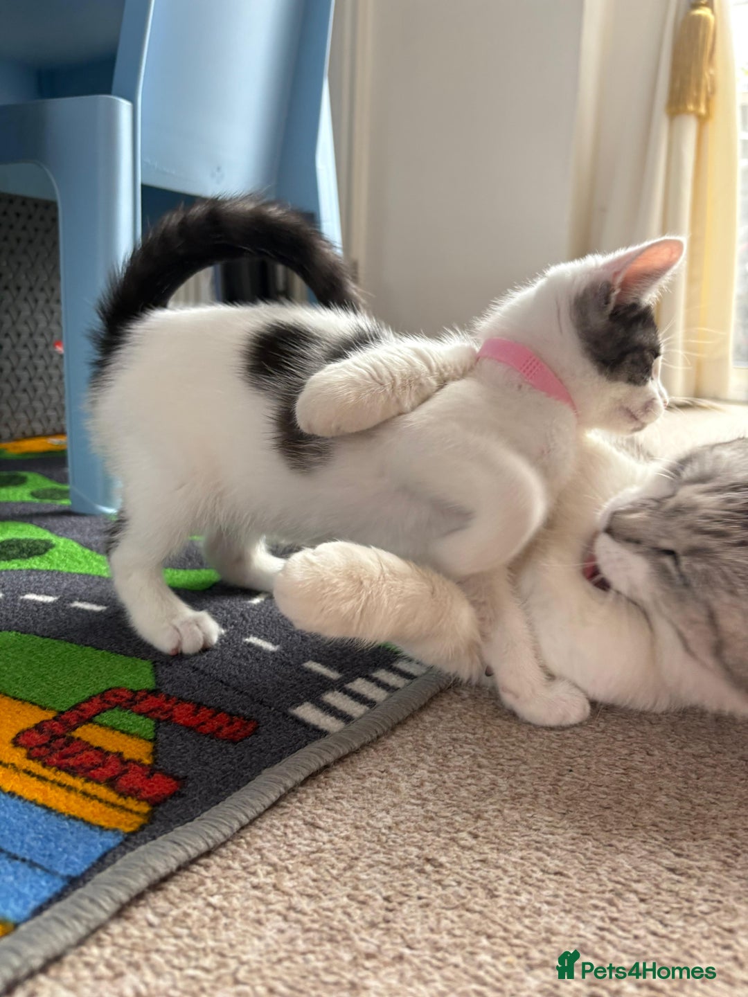 Mixed Breed cats for sale: Last Female Kitten - Trained! READY TO GO😻 - Image 7