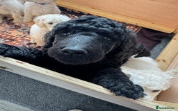 Standard Poodle dogs for sale: Beautiful standard poodle boy. - Image 1