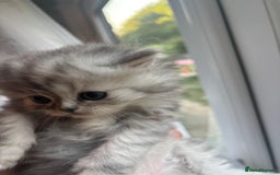 Persian cats for sale: Persian Ragdoll Kittens  - Image 15