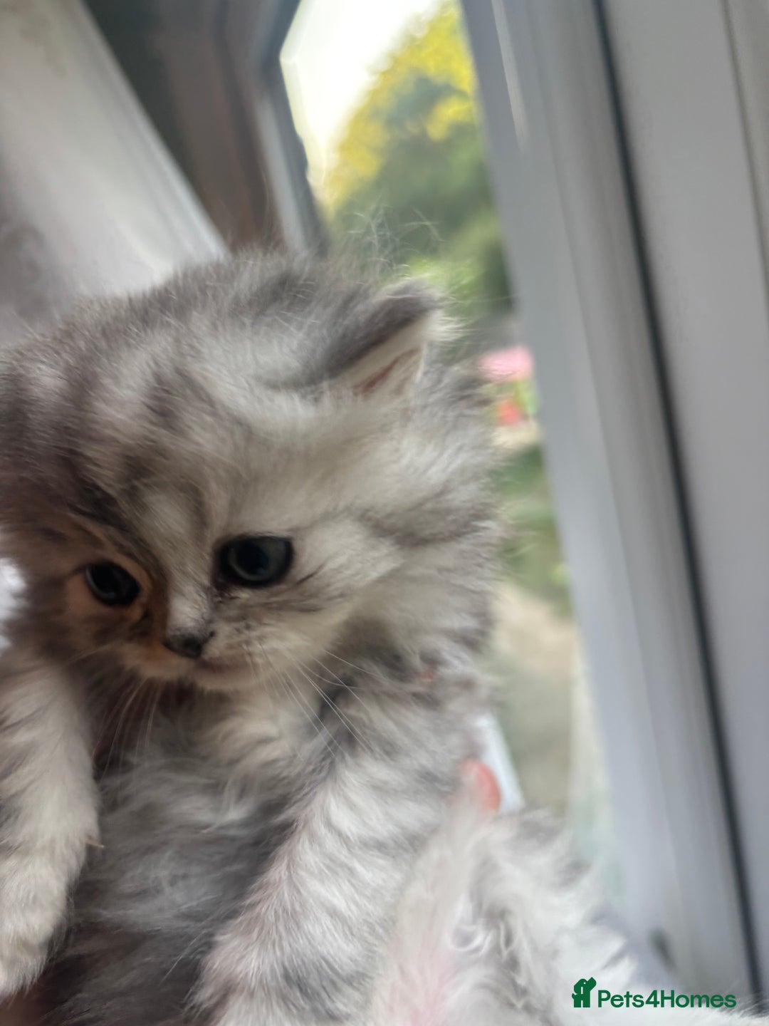 Persian cats for sale: Persian Ragdoll Kittens  - Image 15