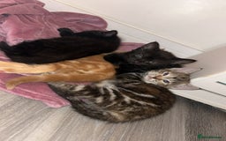 Mixed Breed cats for sale: 4 kittens for sale  - Image 1