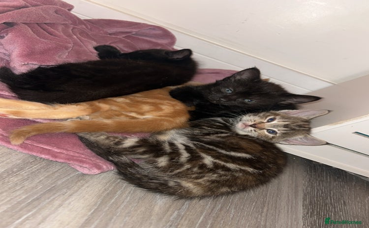 Mixed Breed cats - Advert 14