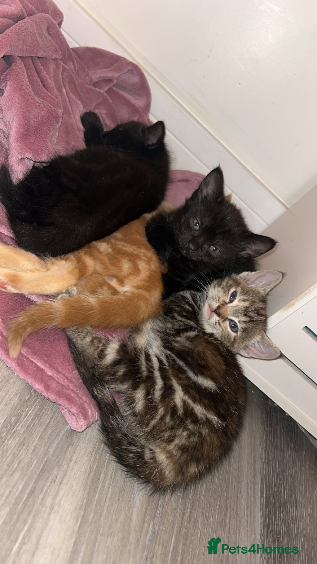 Mixed Breed cats for sale: 4 kittens for sale  - Image 1