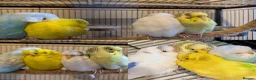 Budgerigars birds for sale: 4 Young Budgies (2 Male, 2 Female) with Full Setup - Advert 12