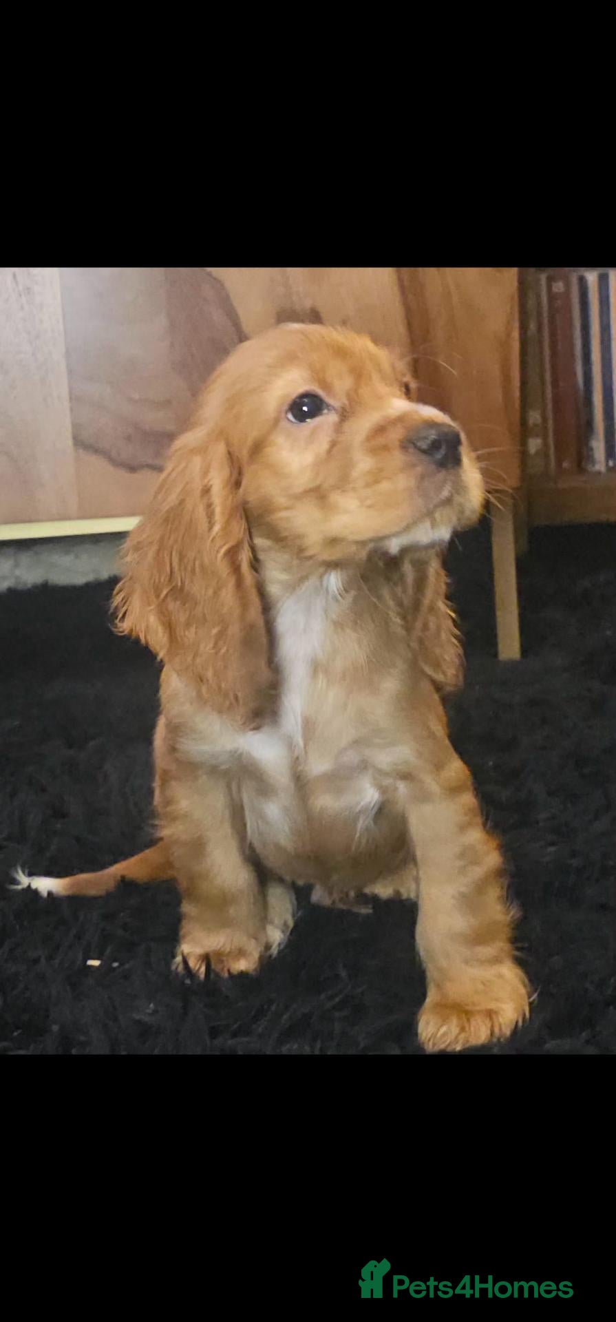 Cocker Spaniel dogs KC Show Type cocker spaniel puppies  - Advert 1
