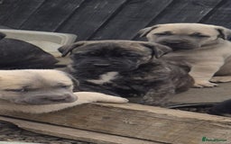 Cane Corso dogs for sale: Class Corsos  - Image 3