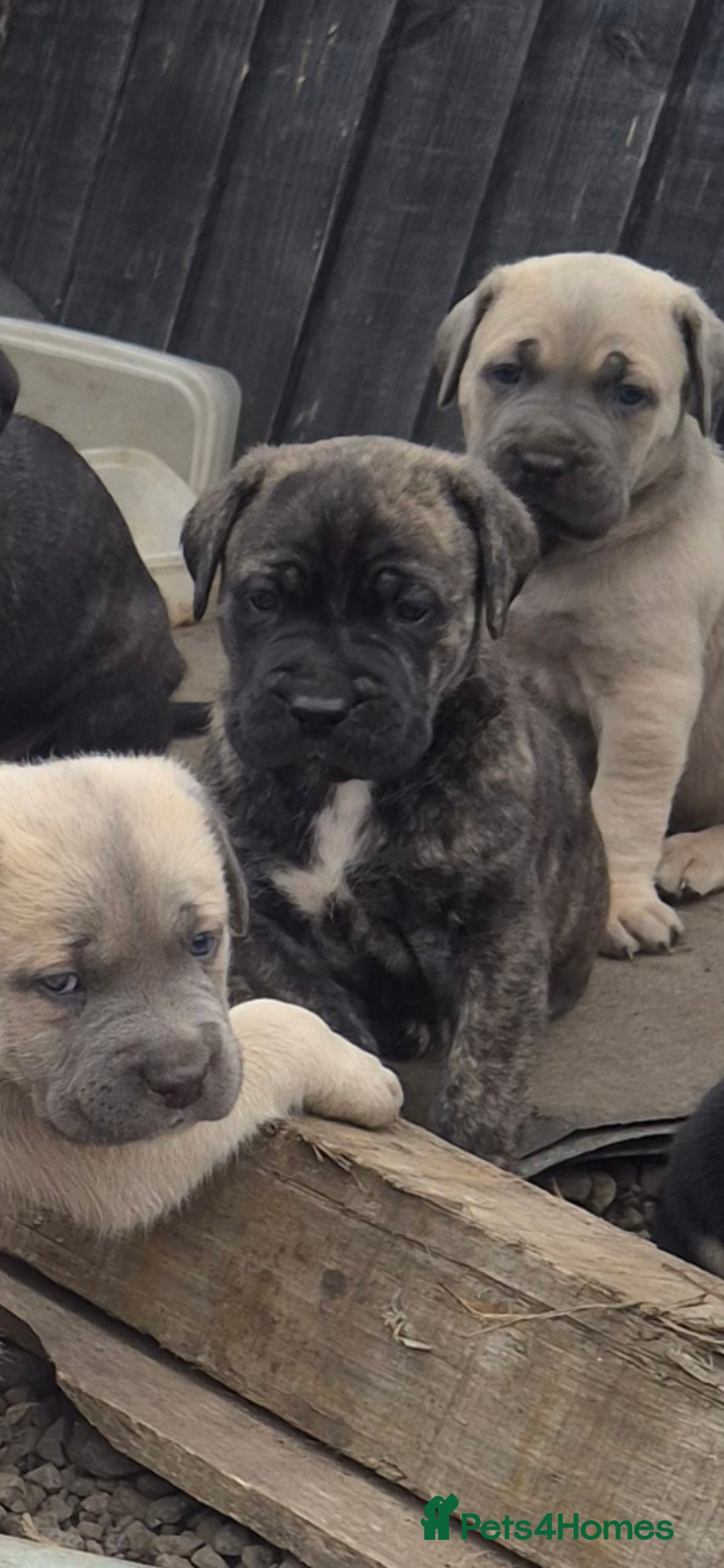 Cane Corso dogs for sale: Class Corsos  - Image 3
