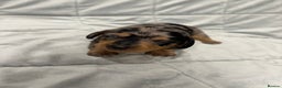 Miniature Dachshund dogs for sale: Miniature Dachshund Puppies💕 - Advert 6