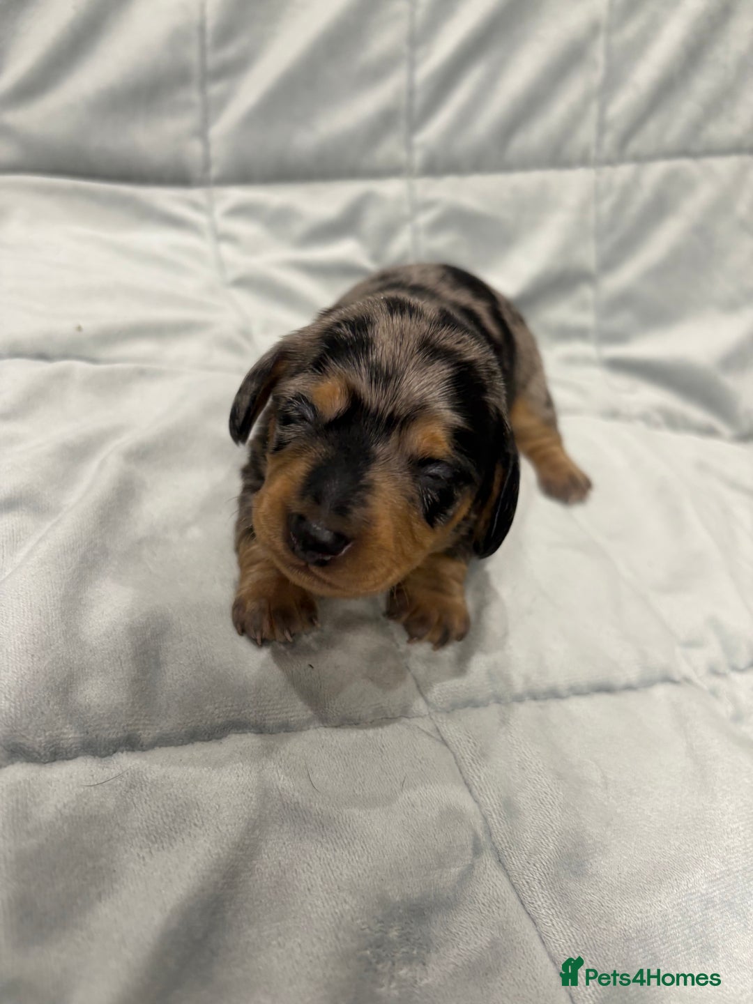 Miniature Dachshund dogs for sale: Miniature Dachshund Puppies💕 - Advert 6