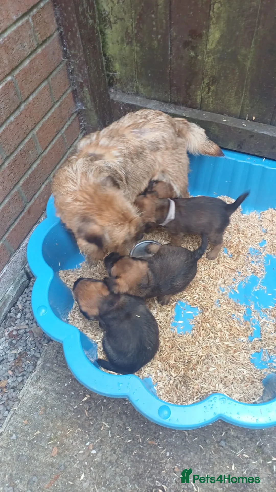 Border Terrier dogs for sale: kc border puppies  - Advert 2
