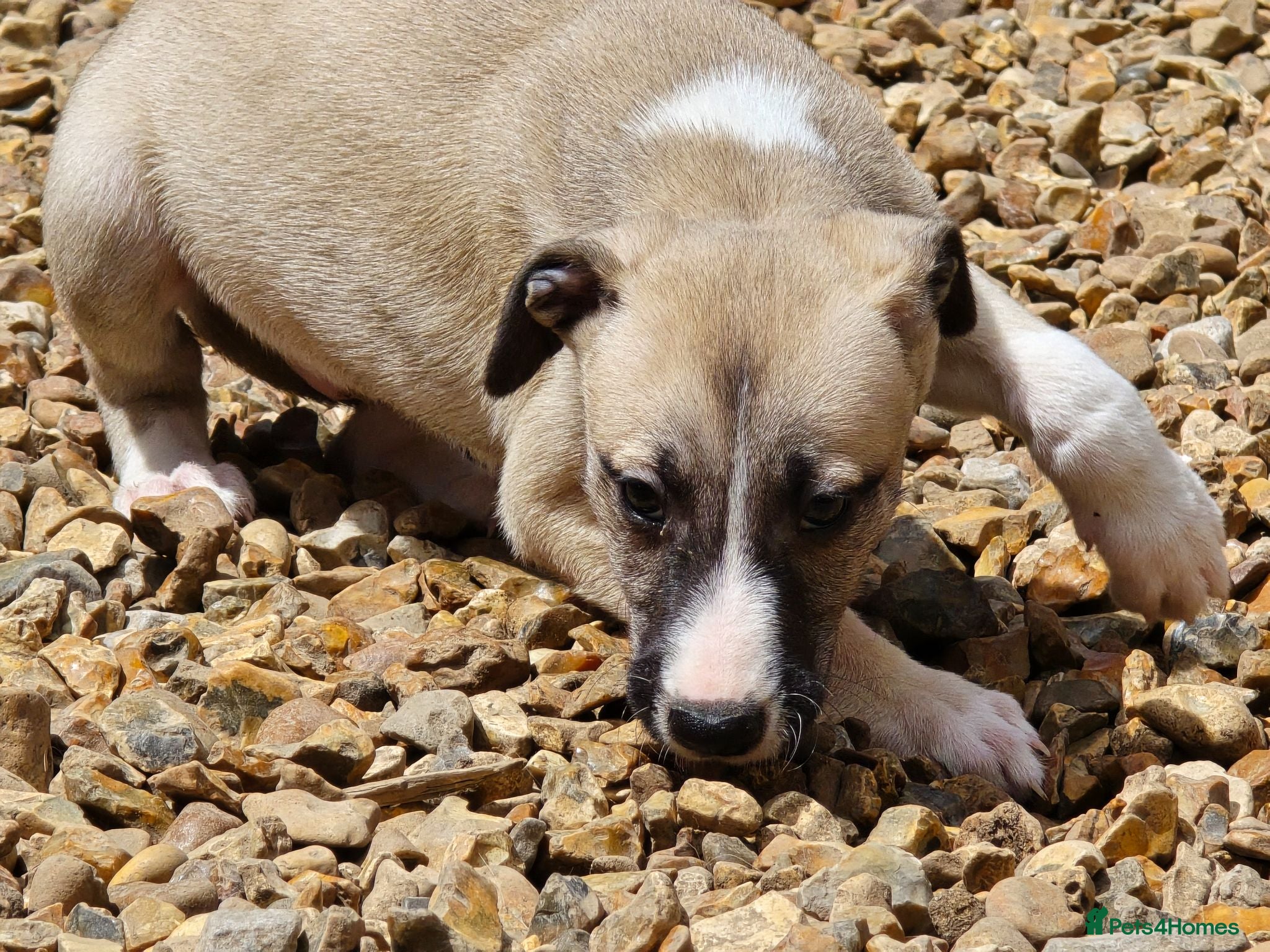 Mixed Breed dogs Whippet cross whippet lurcher 2 available  - Advert 3
