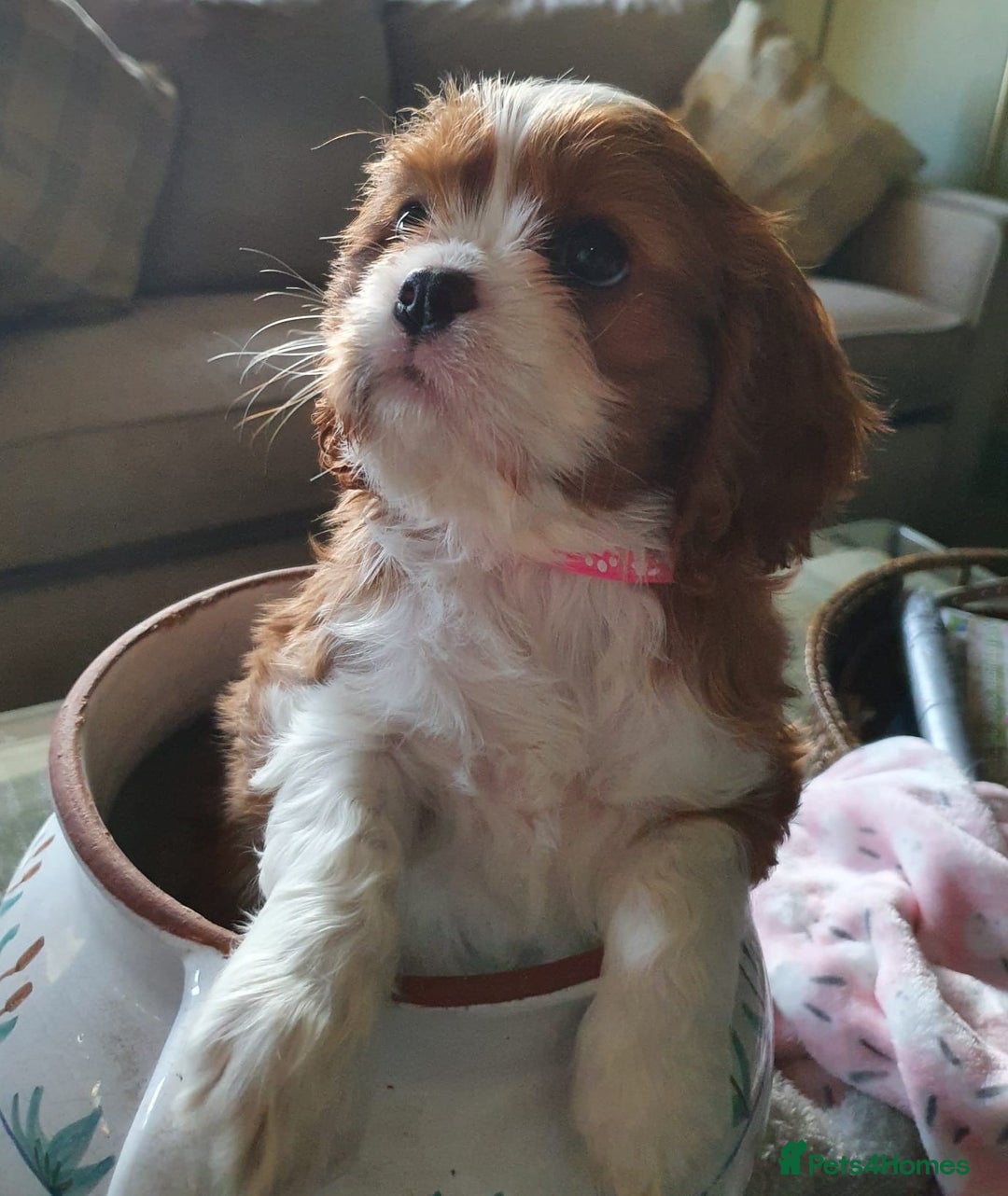 Cavalier King Charles Spaniel dogs for sale: Russian import x polish cavalier King Charles  - Advert 2