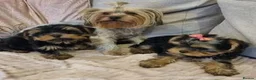 Yorkshire Terrier dogs for sale: Yorkshire Terrier puppies For New Forever Home - Advert 4