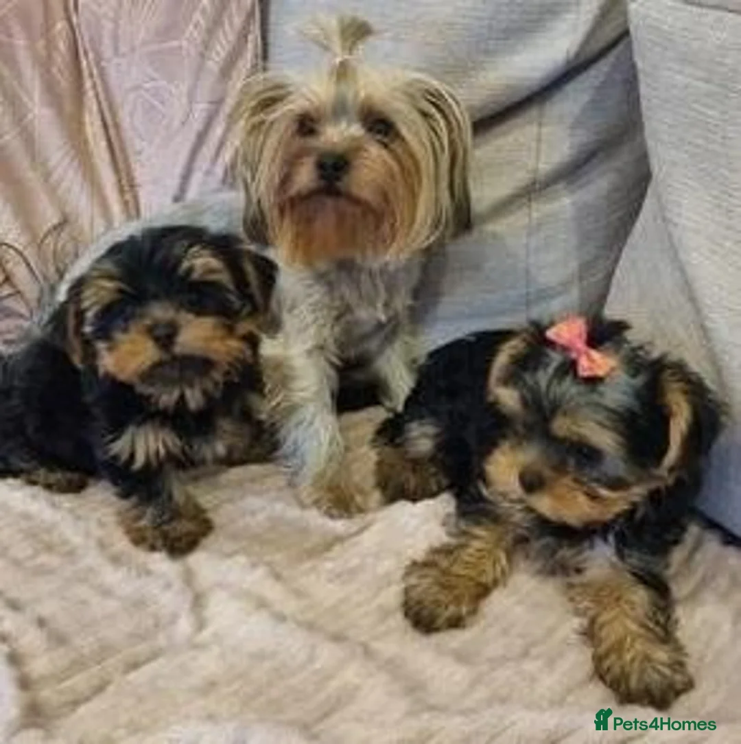 Yorkshire Terrier dogs for sale: Yorkshire Terrier puppies For New Forever Home - Advert 4