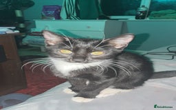 Mixed Breed cats for sale: Angel & Bambi  - Advert 2