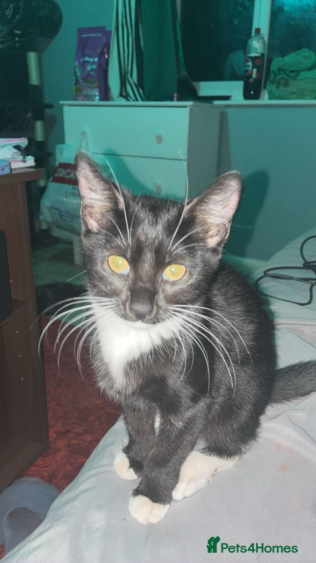 Mixed Breed cats for sale: Angel & Bambi  - Advert 2