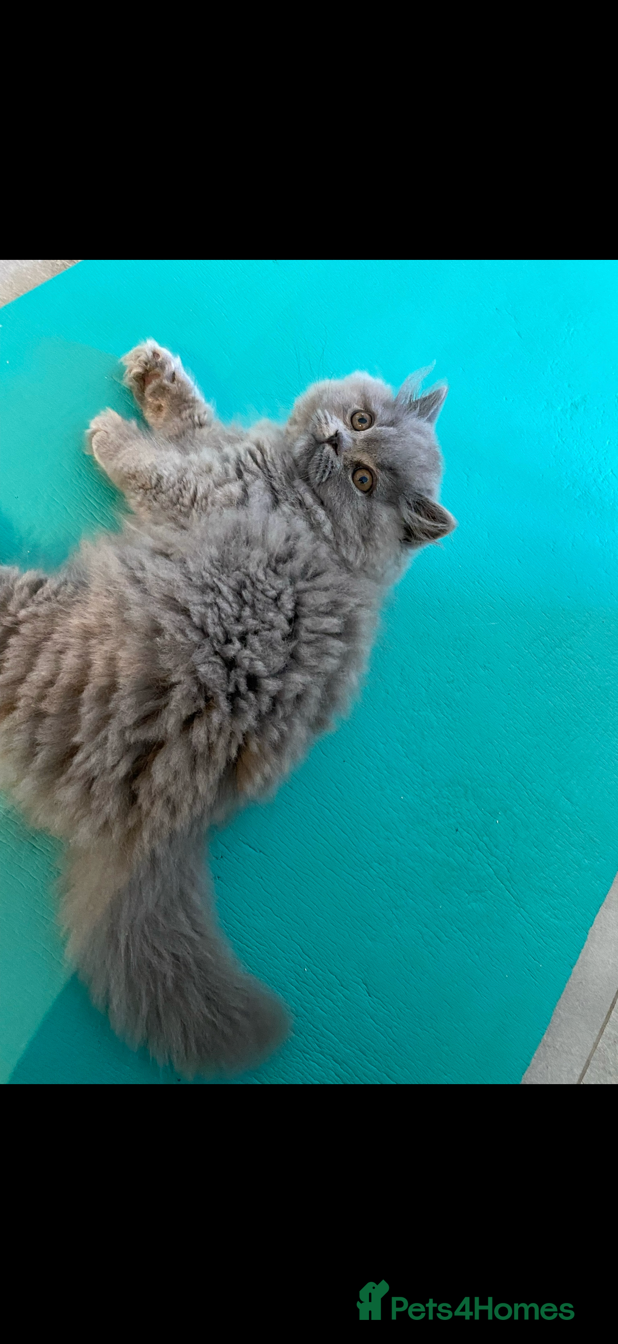 British Shorthair cats Gorgeous girl left! Collect her this weekend 💖 - Advert 18